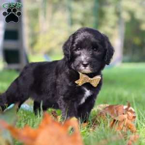 Theo, Sheepadoodle Puppy